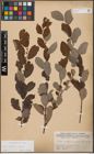 Foto von Salix aurita L. x Salix caprea L.